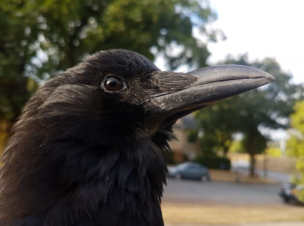 Canuck the crow in Vancouver
