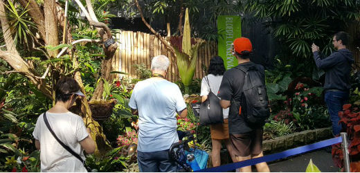 Uncle Fester, a corpse flower at the Bloedel Conservatory