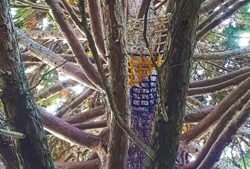 Cambie climbing tree in Vancouver