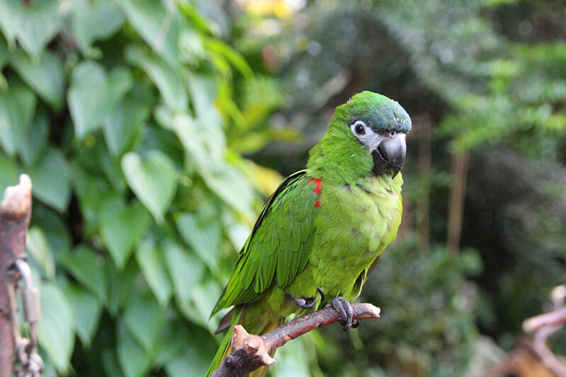 Red Shouldered Macaw at the Bloedel Conservatory