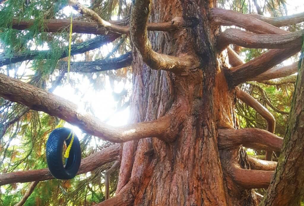 A cool climbing tree in Vancouver